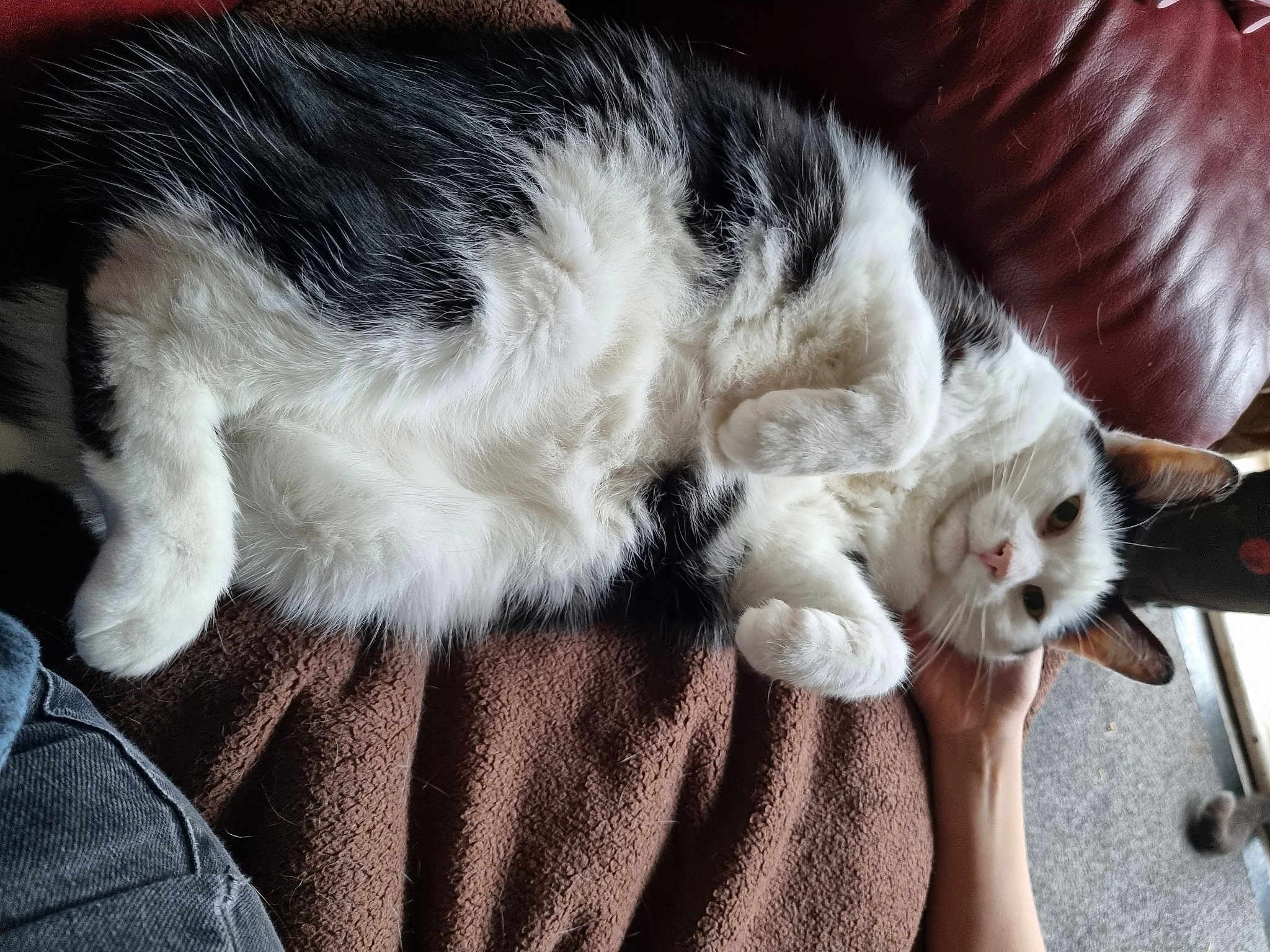 Gizzmo