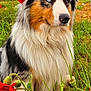 dog, australian_shepherd, heterochromia, blue_eye, brown_eye, long_fur, flower, poppy, grass, field, outdoor, nature, pet, animal, portrait, closeup, fur, greenery, canine, colorful