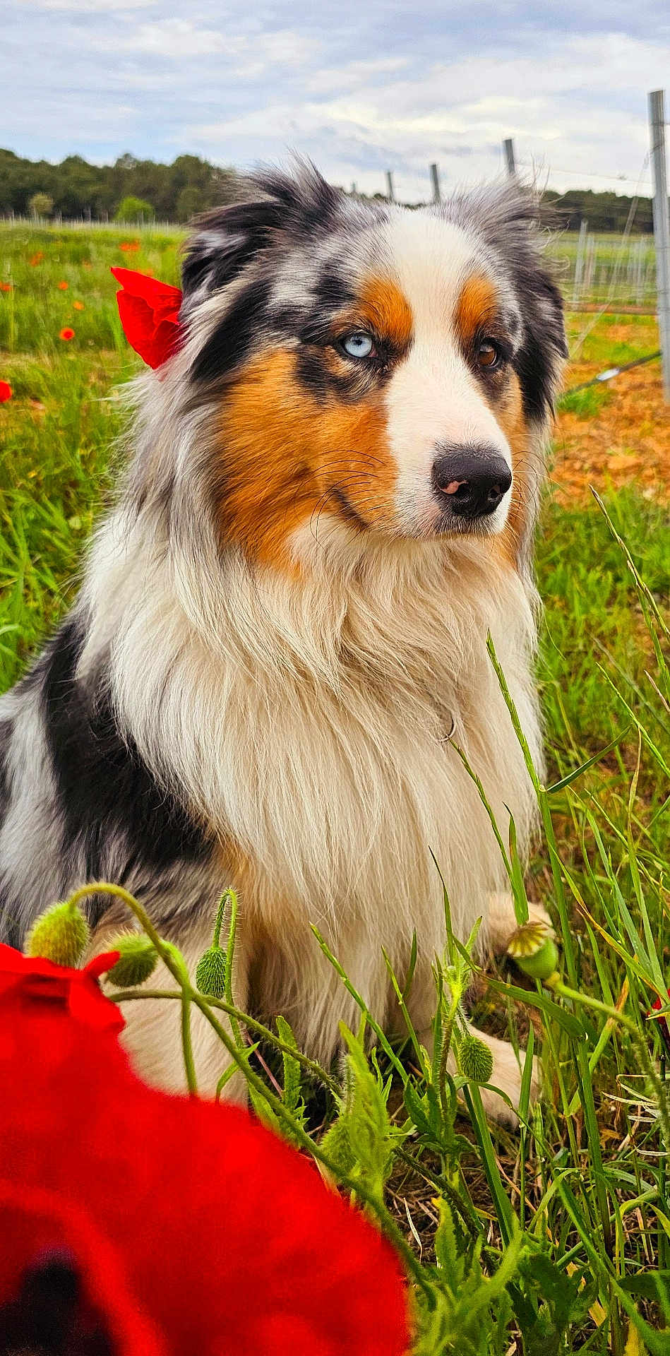 Uriel a rejoint le concours — aidez-le/la à gagner de superbes lots ! dog, australian_shepherd, heterochromia, blue_eye, brown_eye, long_fur, flower, poppy, grass, field, outdoor, nature, pet, animal, portrait, closeup, fur, greenery, canine, colorful