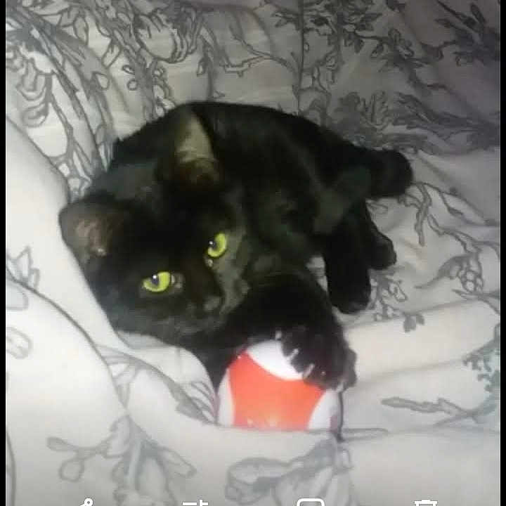 Oreo