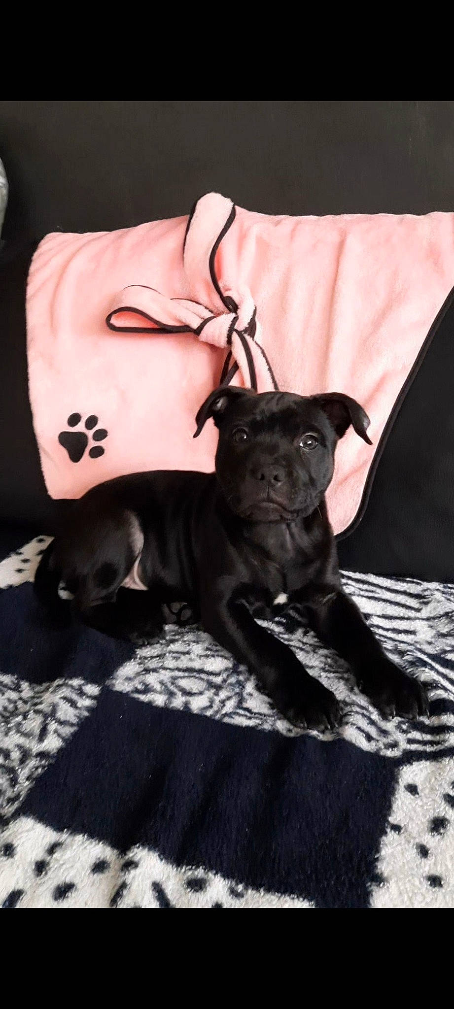 Sky a rejoint le concours — aidez-le/la à gagner de superbes lots ! canidae, carnivore, comfort, companion_dog, dog, dog_breed, dog_supply, fawn, fur, grey, guard_dog, linens, mammal, sleeve, snout, sporting_group, toy_dog, vertebrate, whiskers, working_animal