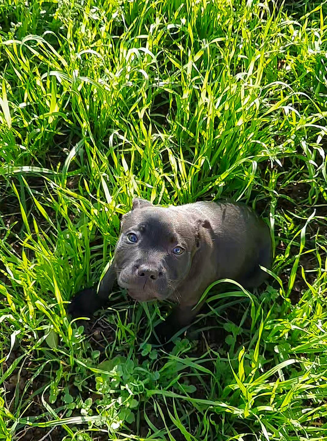 Sky a rejoint le concours — aidez-le/la à gagner de superbes lots ! art, grass, grassland, groundcover, harbor_seal, marine_mammal, natural_landscape, natural_material, pasture, plant, prairie, rock, sculpture, seal, snout, sporting_group, suidae, terrestrial_animal, terrestrial_plant, wildlife