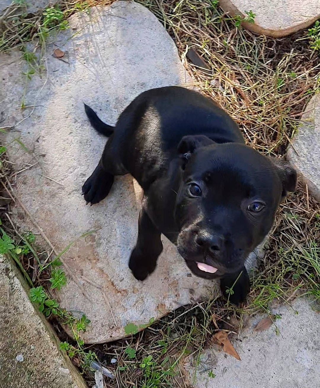 Sky participe au concours pour gagner de l'argent avec cette photo : borador, canidae, carnivore, companion_dog, dog, dog_breed, fawn, fur, grass, hunting_dog, mammal, natural_material, non_sporting_group, plant, snout, sporting_group, tail, terrestrial_animal, whiskers, working_animal