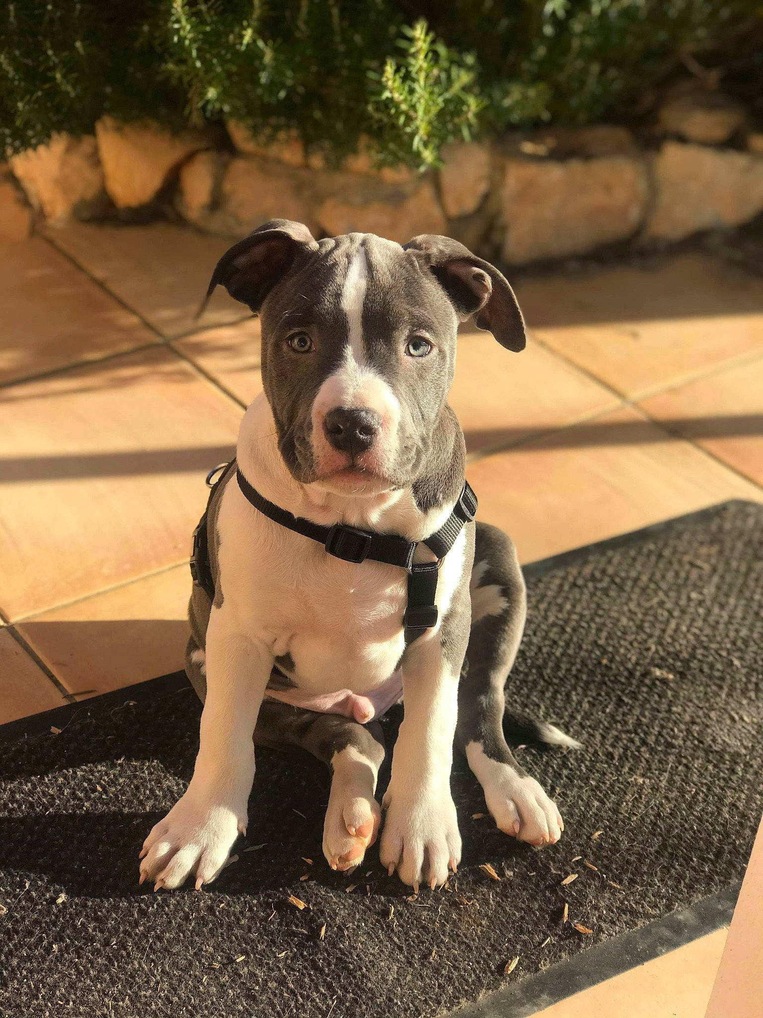 Eros participe au concours pour gagner de l'argent avec cette photo : american_bulldog, american_pit_bull_terrier, american_staffordshire_terrier, canidae, carnivore, catahoula_bulldog, companion_dog, dog, dog_breed, fawn, mammal, molosser, non_sporting_group, pit_bull, rare_breed_dog, snout, sporting_group, staffordshire_bull_terrier, valley_bulldog, vertebrate