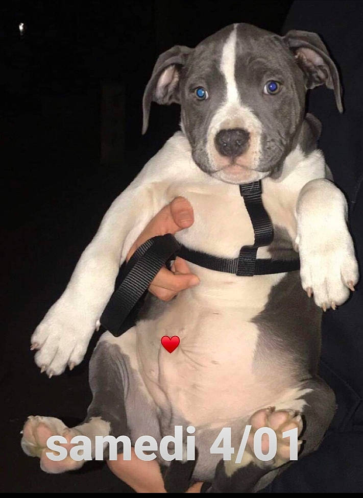 Eros participe au concours pour gagner de l'argent avec cette photo : american_pit_bull_terrier, american_staffordshire_terrier, bull_and_terrier, canidae, carnivore, companion_dog, dog, dog_breed, fawn, mammal, non_sporting_group, pit_bull, puppy, rare_breed_dog, snout, staffordshire_bull_terrier, terrier, vertebrate