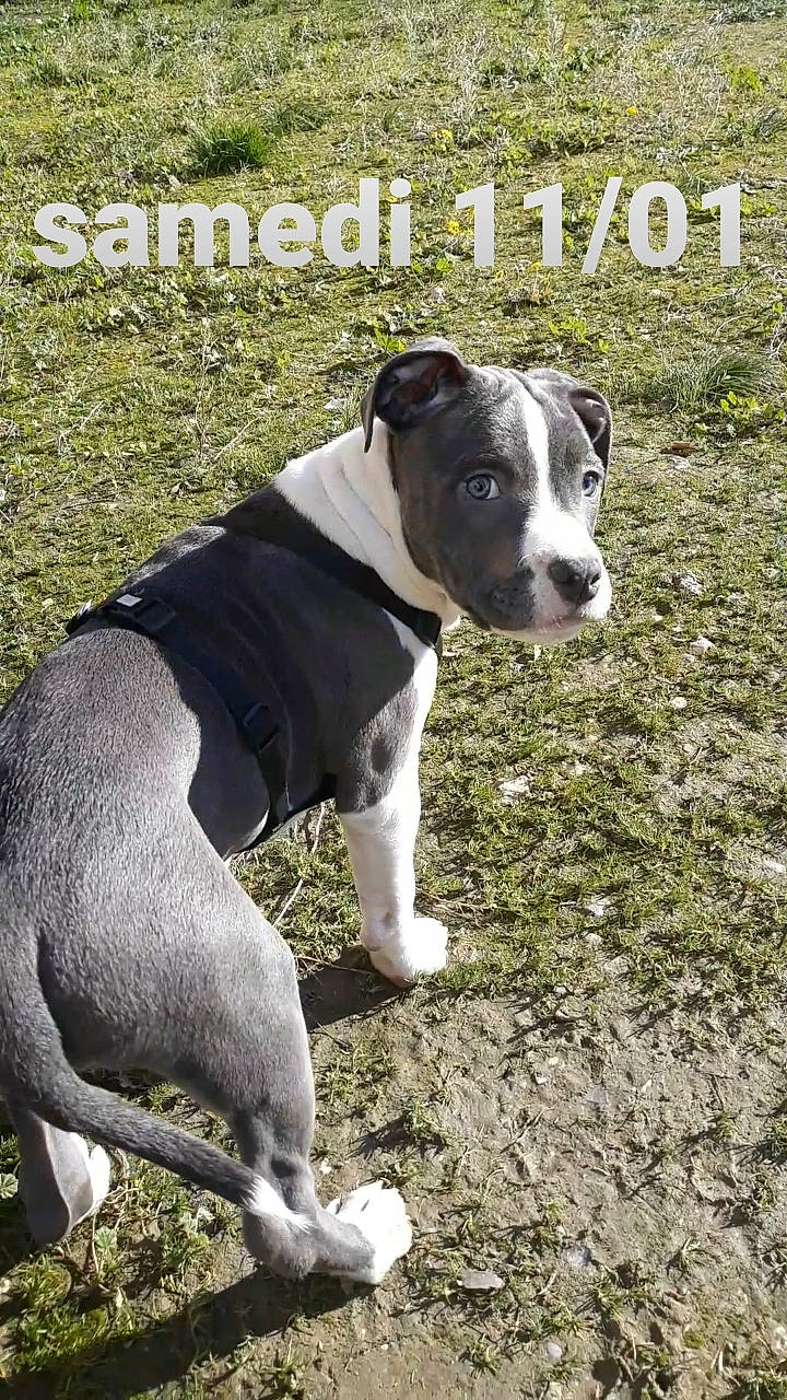 Eros participe au concours pour gagner de l'argent avec cette photo : adventure, american_pit_bull_terrier, american_staffordshire_terrier, bull_and_terrier, canidae, carnivore, companion_dog, dog, dog_breed, fawn, mammal, non_sporting_group, pit_bull, rare_breed_dog, snout, sporting_group, staffordshire_bull_terrier, terrier, vertebrate