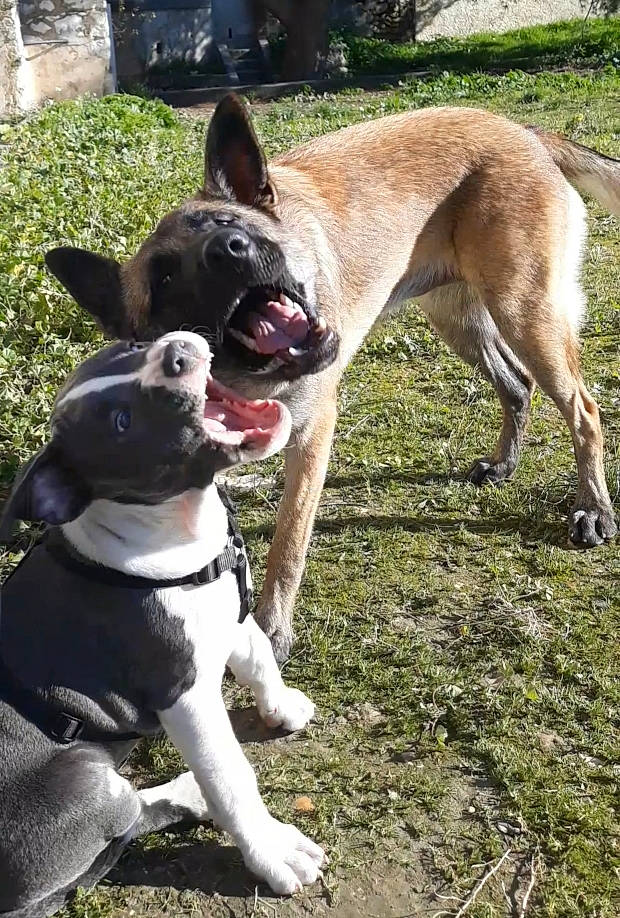 Eros a rejoint le concours — aidez-le/la à gagner de superbes lots ! canidae, carnivore, companion_dog, dog, dog_breed, fawn, feist, formosan_mountain_dog, hunting_dog, ibizan_hound, mammal, snout, sporting_group, tail, vertebrate