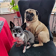 Zues N Ariel joined the competition — help win amazing prizes! dog, chihuahua, pug, chair, indoor, pet, animal, cute, black_chair, window, plant, fur, collar, pet_tag, table, red_tablecloth, curious, small_dog, seated, companion