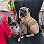 dog, chihuahua, pug, chair, indoor, pet, animal, cute, black_chair, window, plant, fur, collar, pet_tag, table, red_tablecloth, curious, small_dog, seated, companion
