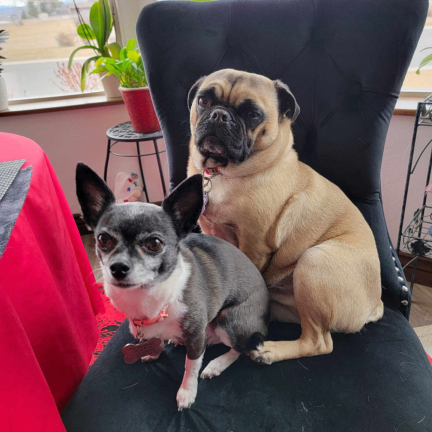 Zues N Ariel joined the competition — help win amazing prizes! animal, black_chair, chair, chihuahua, collar, companion, curious, cute, dog, fur, indoor, pet, pet_tag, plant, pug, red_tablecloth, seated, small_dog, table, window