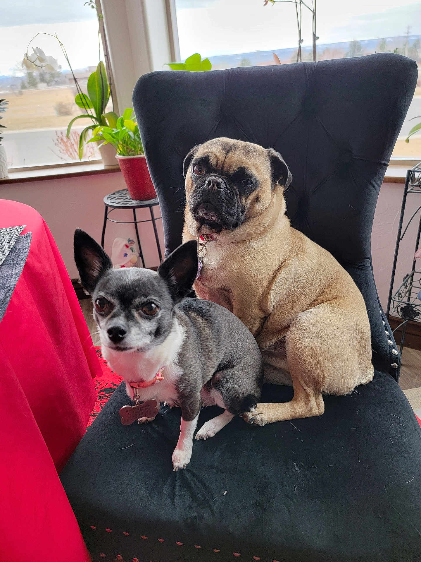 Zues N Ariel joined the competition — help win amazing prizes! dog, chihuahua, pug, chair, indoor, pet, animal, cute, black_chair, window, plant, fur, collar, pet_tag, table, red_tablecloth, curious, small_dog, seated, companion