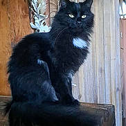 Charlie participe au concours pour gagner de l'argent avec cette photo : cat, black_cat, feline, pet, animal, sitting, wooden_chest, feathers, indoor, fur, whiskers, ears, tail, eyes, wood_paneling, decor, closeup, portrait, domestic_cat, fluffy