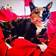 Ms. Penelope joined the competition — help win amazing prizes! cat, calico_cat, pet, animal, feline, indoor, bed, blanket, red_blanket, whiskers, face_markings, fur, relaxed, cute, domestic_cat, cozy, resting, collar, closeup, portrait