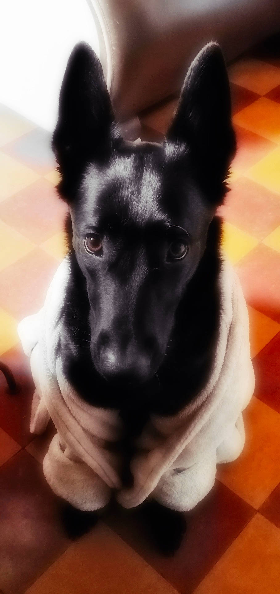 Lilou a rejoint le concours — aidez-le/la à gagner de superbes lots ! canidae, carnivore, collar, companion_dog, dog, dog_breed, dog_collar, dog_supply, ear, electric_blue, fawn, fur, jaw, pet_supply, snout, sporting_group, square, toy_dog, whiskers, working_animal