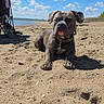 animal, beach, blue_sky, canine, clouds, collar, dog, nature, outdoor, paw_prints, pet, recreation, relaxing, sand, shore, summer, sunlight, sunny, vacation, water