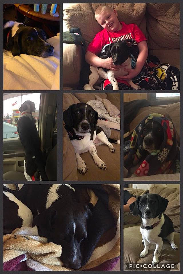 Bowser joined the competition — help win amazing prizes! american_pit_bull_terrier, canidae, carnivore, dairy_cow, dog, dog_breed, non_sporting_group, pit_bull, sporting_group