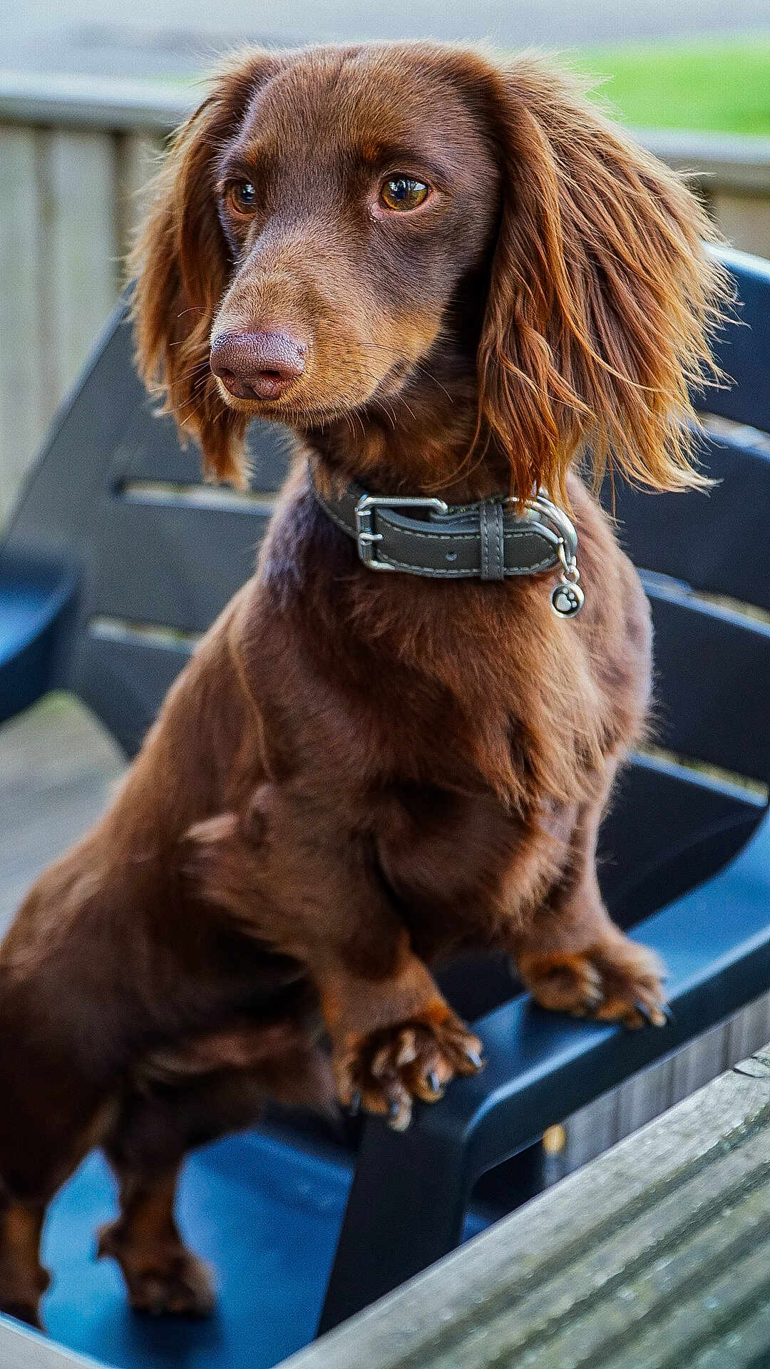 Rolo