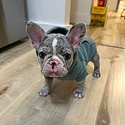 Rocky joined the competition — help win amazing prizes! puppy, french_bulldog, dog, hoodie, clothing, indoors, wooden_floor, pet, cute, animal, young, ears, face, standing, looking, curious, domestic, flooring, small, adorable