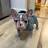 puppy, french_bulldog, dog, hoodie, clothing, indoors, wooden_floor, pet, cute, animal, young, ears, face, standing, looking, curious, domestic, flooring, small, adorable