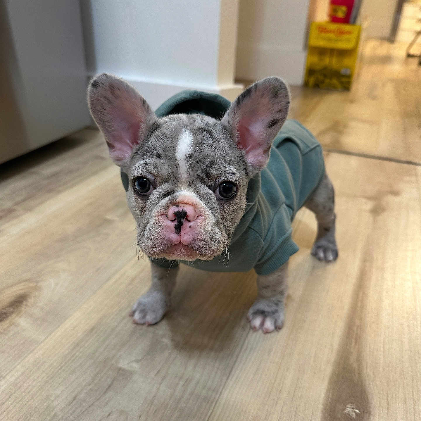 Rocky joined the competition — help win amazing prizes! puppy, french_bulldog, dog, hoodie, clothing, indoors, wooden_floor, pet, cute, animal, young, ears, face, standing, looking, curious, domestic, flooring, small, adorable