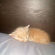 Cracker is registered to the contest to win money with this photo: kitten, sleeping, orange_cat, pet, fur, animal, cozy, rest, cute, small, domestic_cat, indoor, wooden_background, soft_surface, peaceful, feline, young, adorable, quiet, calm