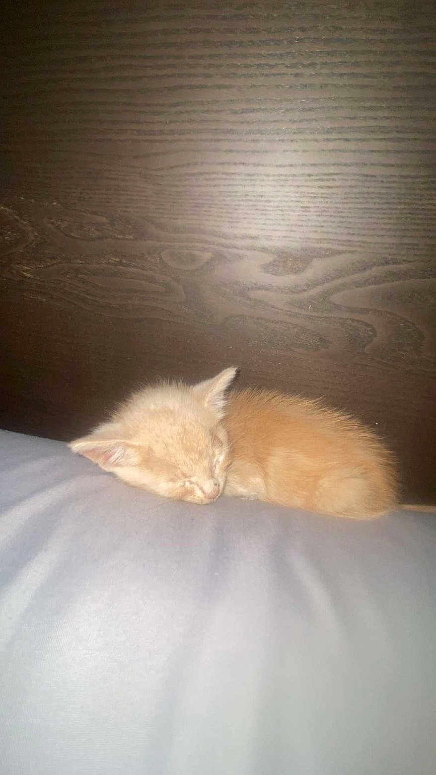 Cracker is registered to the contest to win money with this photo: kitten, sleeping, orange_cat, pet, fur, animal, cozy, rest, cute, small, domestic_cat, indoor, wooden_background, soft_surface, peaceful, feline, young, adorable, quiet, calm