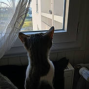 Luffy a rejoint le concours — aidez-le/la à gagner de superbes lots ! cat, window, curtain, pigeon, balcony, indoor, animal, pet, domestic, feline, looking, natural_light, shadow, white, gray, fur, radiator, home, sill, bird