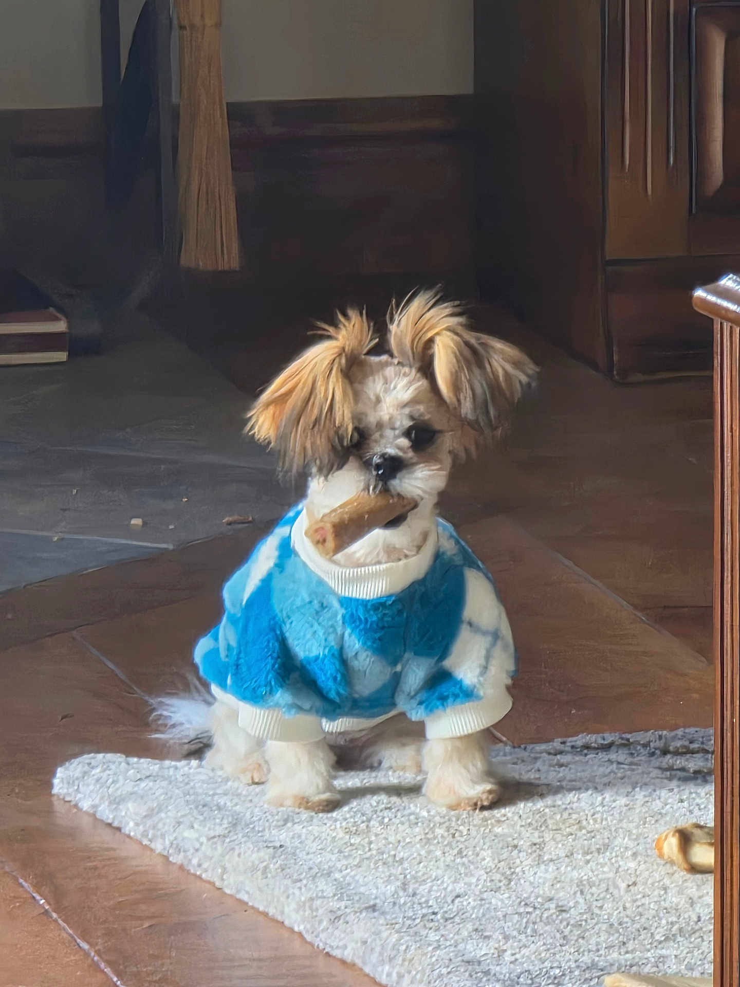 Maddy joined the competition — help win amazing prizes! dog, puppy, small_dog, blue_sweater, sweater, bone, chew_toy, rug, hardwood_floor, indoor, pet, sitting, cute, fluffy, long_ears, portrait, domestic_animal, cozy, toy, looking_forward