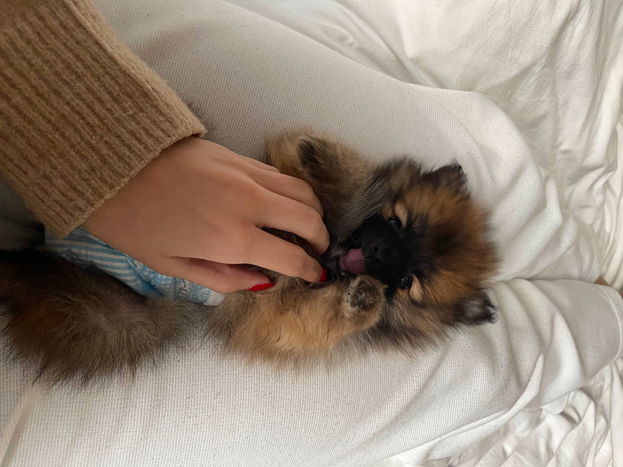 Aslan joined the competition — help win amazing prizes! birman, canidae, carnivore, cat, claw, comfort, companion_dog, dog_breed, fawn, felidae, foot, fur, linens, nail, paw, siamese, small_to_medium_sized_cats, whiskers