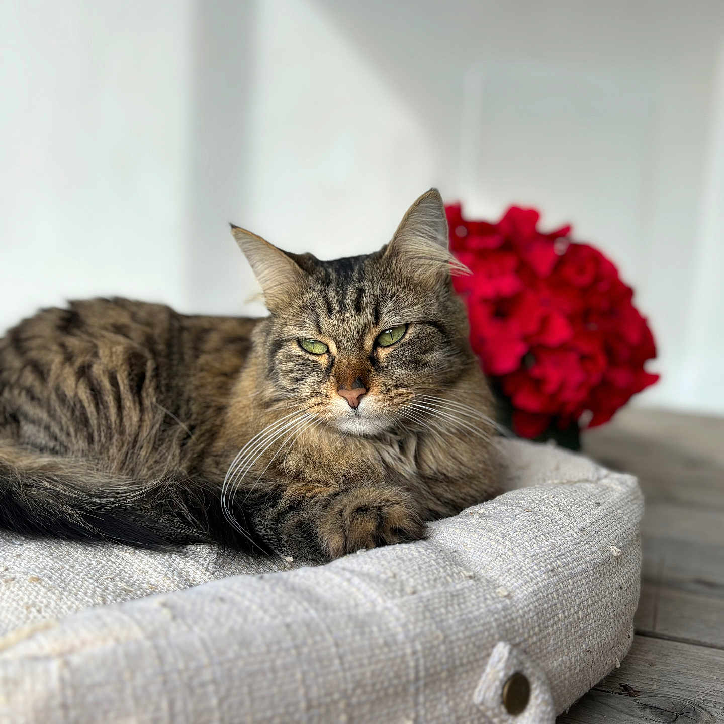 Nala