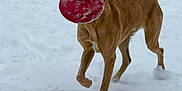Pedro joined the competition — help win amazing prizes! active, animal, canine, daylight, dog, energetic, forest, frisbee, fun, nature, one_ear_up, outdoor, pet, playful, running, snow, snowy, tail_up, winter, winter_sports