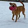 active, animal, canine, daylight, dog, energetic, forest, frisbee, fun, nature, one_ear_up, outdoor, pet, playful, running, snow, snowy, tail_up, winter, winter_sports