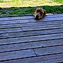 animal, brown_dog, canine, curious, daylight, dog, ears, face, fur, grass, head, looking, nature, outdoor, peaceful, pet, quiet, snout, waiting, wooden_deck