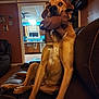 animal, brown_dog, canine, casual, couch, cozy, dog, domestic_animal, furniture, home_interior, indoor, leather_furniture, living_room, looking_at_camera, mammal, pet, relaxed, sitting, stuffed_toy, toy