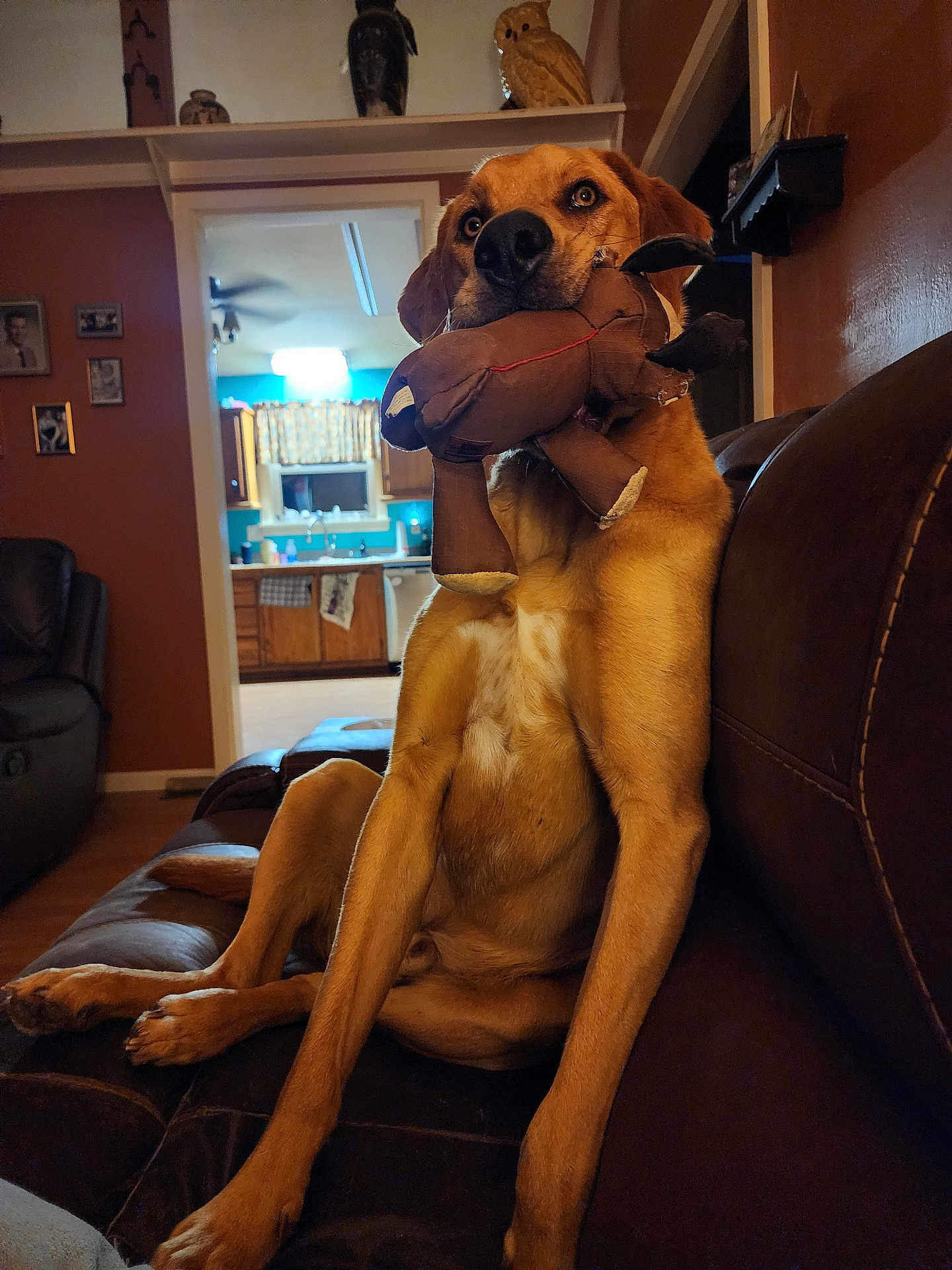 Pedro