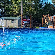 Pedro is registered to the contest to win money with this photo: animal, backyard, canine, daytime, dog, fence, fun, jumping, motion, outdoor, pet, playful, pool, recreation, shed, splash, summer, sunny, trees, water