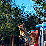animal, backyard, blue_sky, canine, daytime, deck, dog, fence, garden, jump, leaping, outdoor, pet, playful, pool, recreation, summer, sunny, trees, water