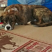 Hercules joined the competition — help win amazing prizes! bored, canidae, carnivore, carpet, comfort, companion_dog, dog, dog_breed, flooring, fur, liver, mat, rectangle, rug, snout, spaniel, sporting_group, whiskers, wood, working_animal