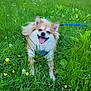 dog, happy, smiling, tongue_out, grass, flowers, outdoor, nature, pet, animal, fluffy, leash, greenery, summer, playful, canine, field, sunlight, cute, relaxed