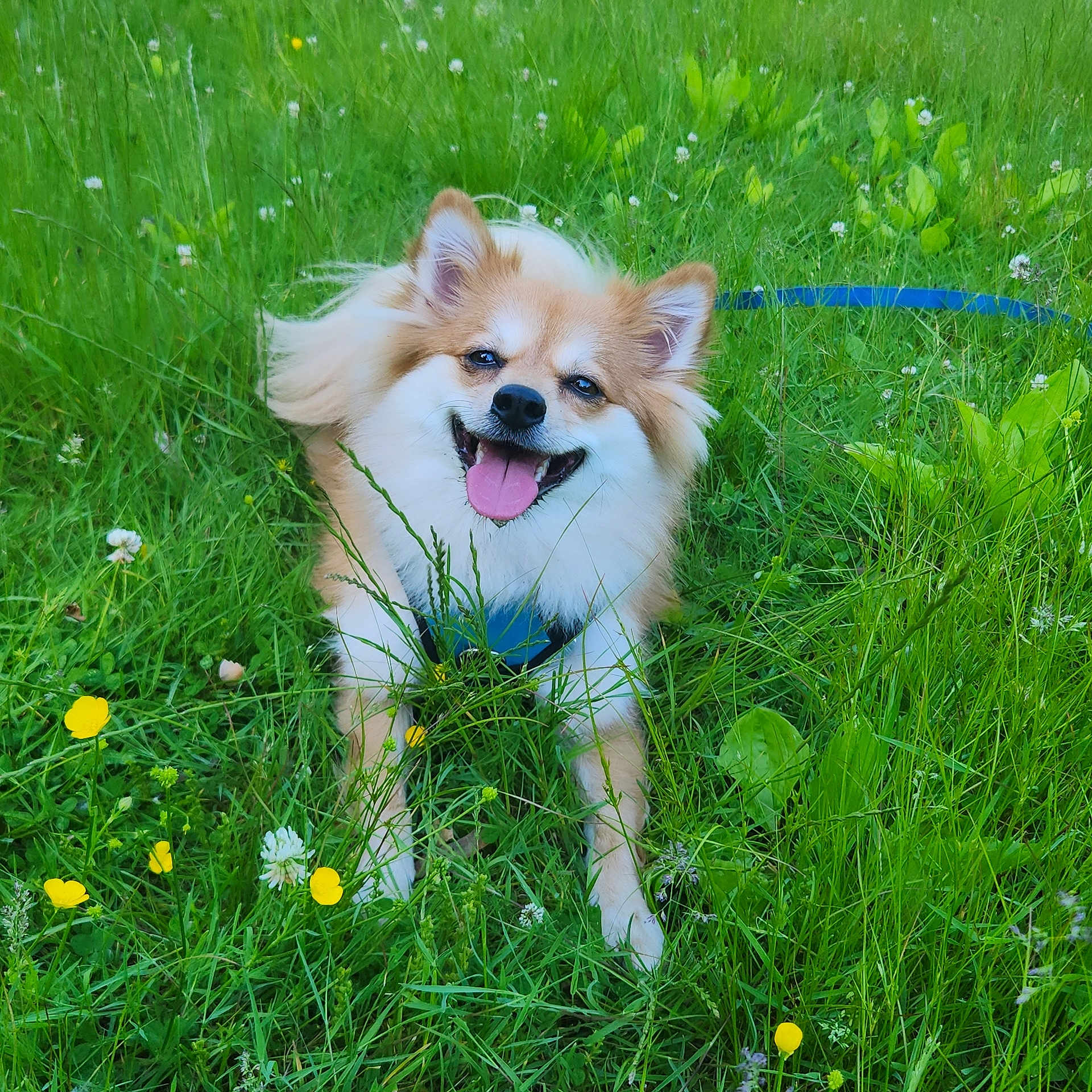 Bailey joined the competition — help win amazing prizes! animal, canine, cute, dog, field, flowers, fluffy, grass, greenery, happy, leash, nature, outdoor, pet, playful, relaxed, smiling, summer, sunlight, tongue_out