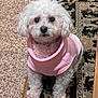 animal, carpet, companion, curly_fur, cute, dog, domestic_dog, fluffy, fur, household, indoor, looking_up, pet, pet_clothing, pink_sweater, poodle, rug, sitting, small_dog, white_dog