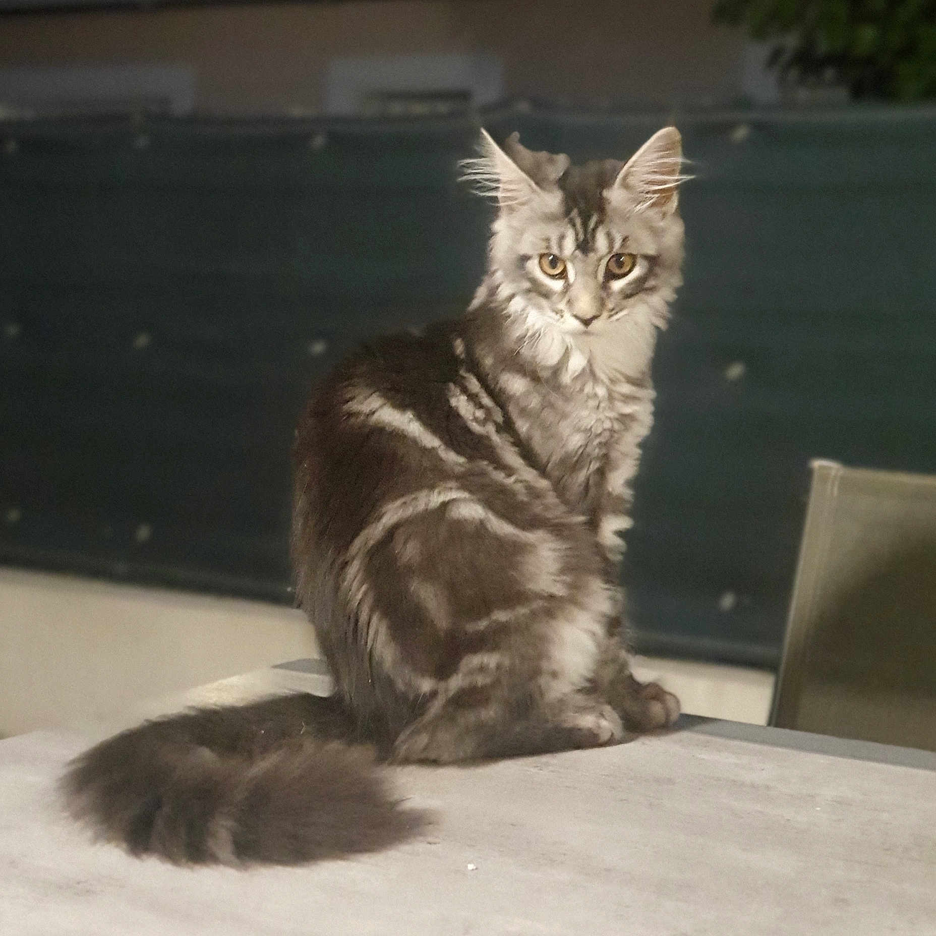 Mia