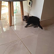 Mia a rejoint le concours — aidez-le/la à gagner de superbes lots ! kitten, cat, indoor, floor, tile, chair, furniture, pet, small, curious, animal, young, domestic, gray, wood, legs, corner, wall, socket, reflection