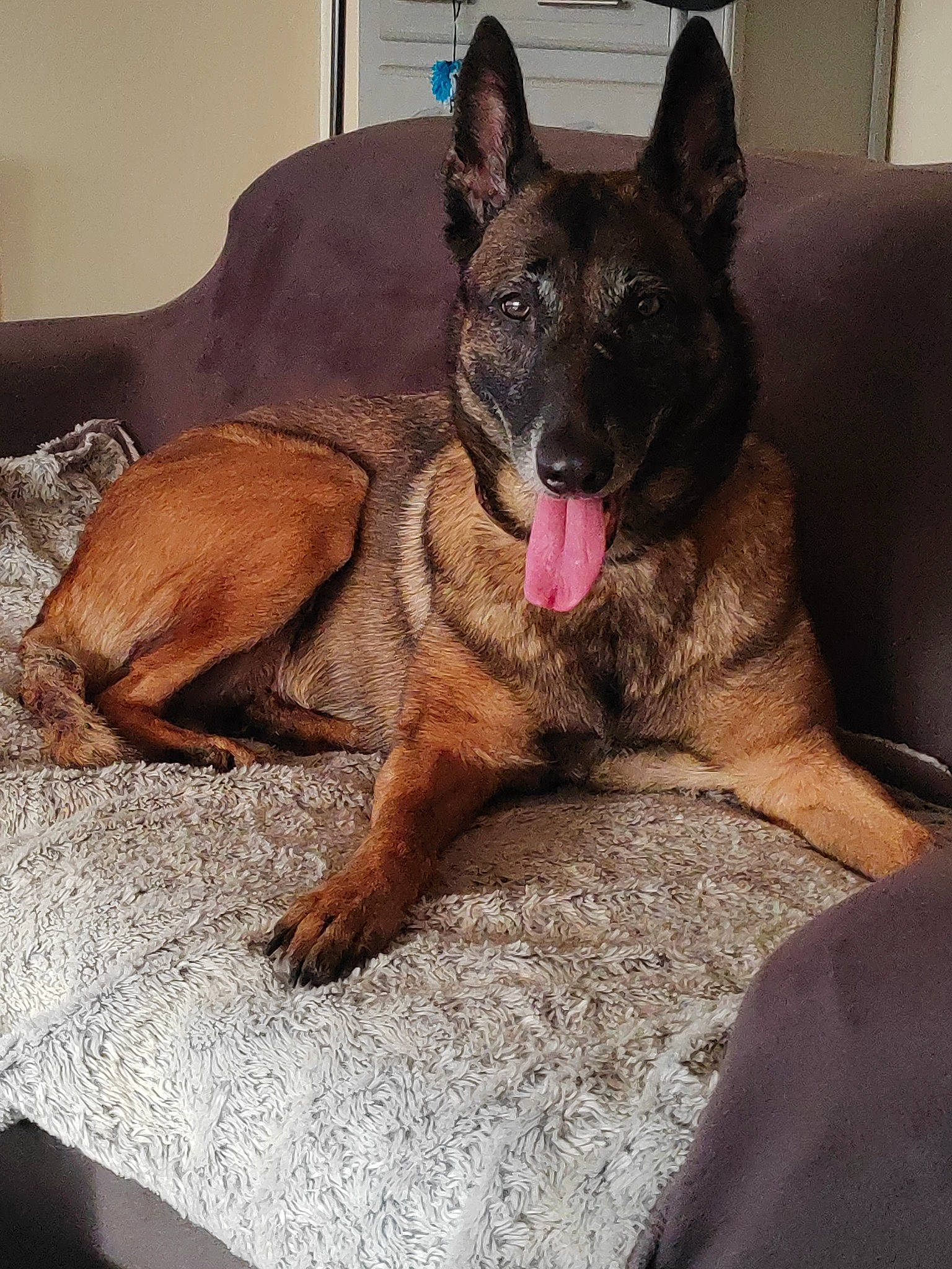 Oana a rejoint le concours — aidez-le/la à gagner de superbes lots ! carnivore, comfort, companion_dog, dog, dog_breed, ear, east_european_shepherd, fawn, german_shepherd_dog, guard_dog, herding_dog, king_shepherd, liver, old_german_shepherd_dog, snout, sporting_group, terrestrial_animal, whiskers, working_animal, working_dog