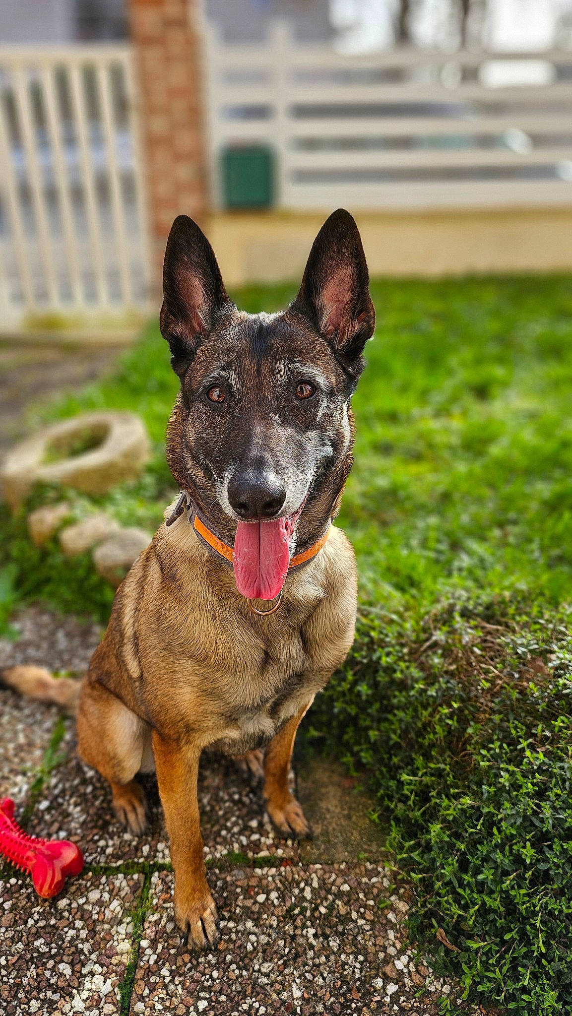 Oana a rejoint le concours — aidez-le/la à gagner de superbes lots ! art, australian_stumpy_tail_cattle_dog, canidae, carnivore, collar, companion_dog, dog, dog_breed, dog_collar, dog_supply, fawn, grass, groundcover, plant, snout, sporting_group, terrestrial_animal, whiskers, working_animal, working_dog