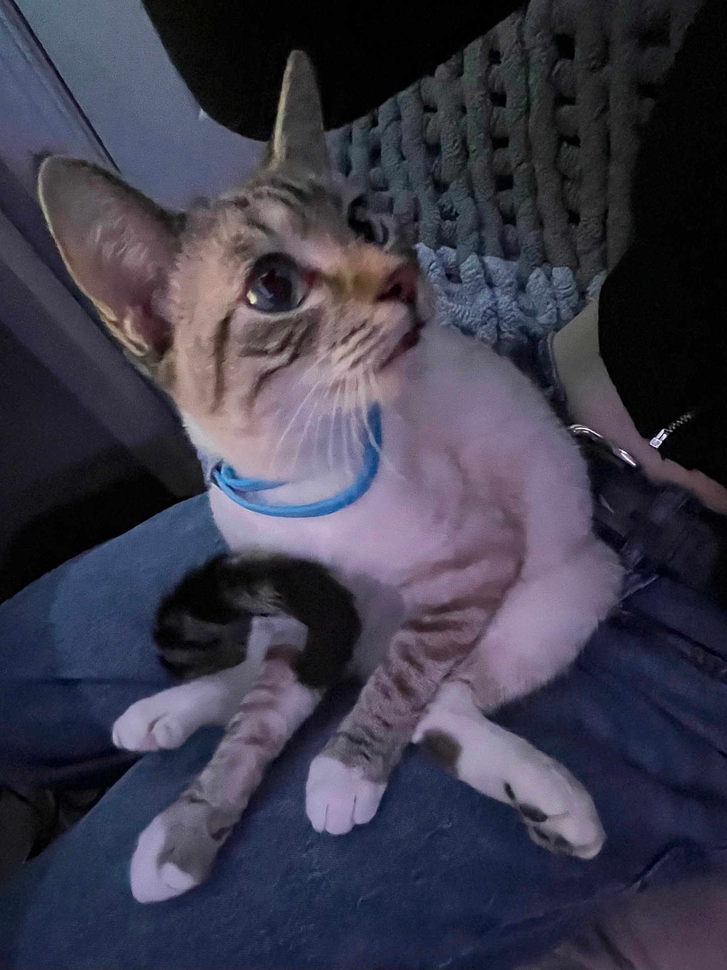 Sapphire joined the competition — help win amazing prizes! cat, tabby, pet_cat, blue_collar, whiskers, paws, tail, sitting, lap, denim, jeans, indoor, blanket, close_up, portrait, cute, wide_eyes, striped_fur, kitten, relaxed