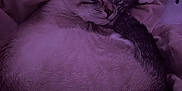 Sapphire is registered to the contest to win money with this photo: cat, sleeping, curled_up, blanket, pillow, fur, whiskers, paw, ear, close_up, pet, indoor, cozy, purple_lighting, soft_texture, nap, domestic_animal, mammal, relaxed, bed
