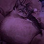 cat, sleeping, curled_up, blanket, pillow, fur, whiskers, paw, ear, close_up, pet, indoor, cozy, purple_lighting, soft_texture, nap, domestic_animal, mammal, relaxed, bed