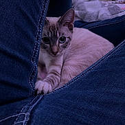 Sapphire is registered to the contest to win money with this photo: cat, feline, pet, kitten, denim, jeans, human_leg, lap, paw, eyes, close_up, indoor, bedroom, blanket, dresser, stitching, cozy, low_light, sitting, cuddling