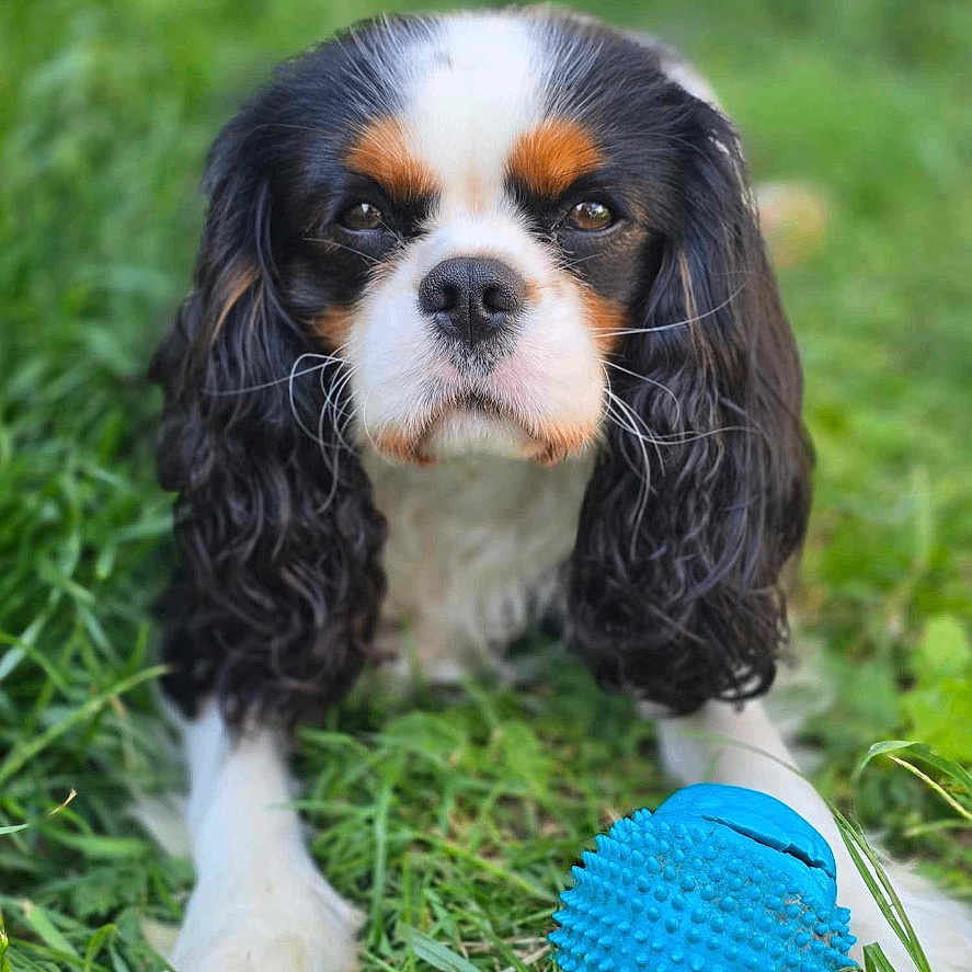 Snow a rejoint le concours — aidez-le/la à gagner de superbes lots ! animal, background_blur, black_white_brown, blue_ball, cavalier_king_charles_spaniel, chewed_toy, closeup, dog, ears, expression, face, fur, grass, nature, outdoor, paws, pet, play, snout, toy